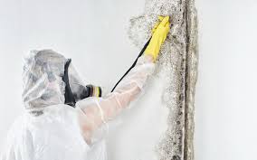 Best Real Estate Mold Inspection  in Cookeville, TN